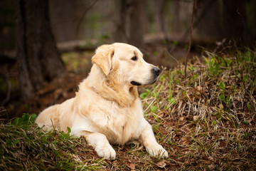 Beautiful and cute dog breed golden retriever lying outdoors in the forest at sunset in spring