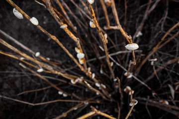 Little snails covering a scrub in the desert