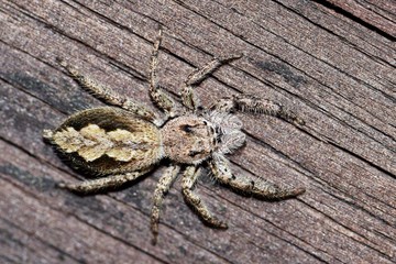 A Tan Jumping Spider (Platycryptus undatus) blending in to the brown wood grain surface it is hunting on. Photo taken in Houston, TX.