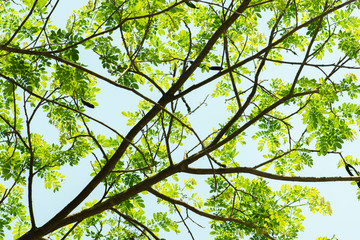 Green leaf for summer background. Sunlight And Fresh Green leaves glowing in green forest.