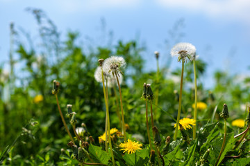 A field of dandelions with a blurred background.