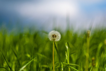 Obraz na płótnie Canvas A field of dandelions with a blurred background.