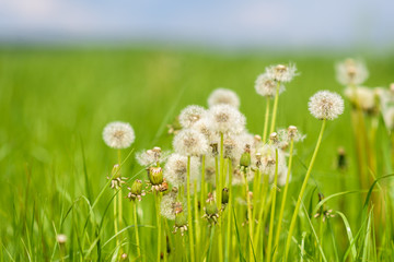 A field of dandelions with a blurred background.