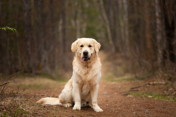 Cute and happy dog breed golden retriever sitting outdoors in the forest at sunset in spring