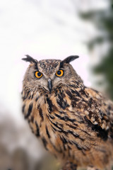 owl in the forest looks at the photographer