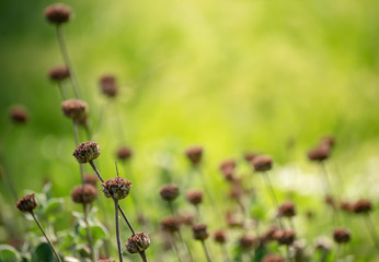 Natural abstract sunny background