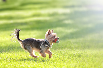 yorkshire terrier puppy running with ball across grass park lawn blurred background closeup side...