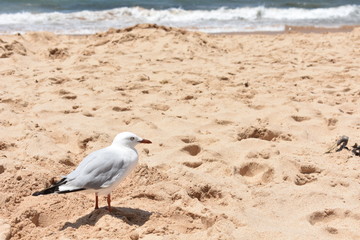 Seagull bird standing on sand with ocean background at Sydney, Australia