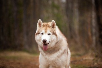 Beautiful and free Siberian Husky dog sitting in the forest at sunset in spring