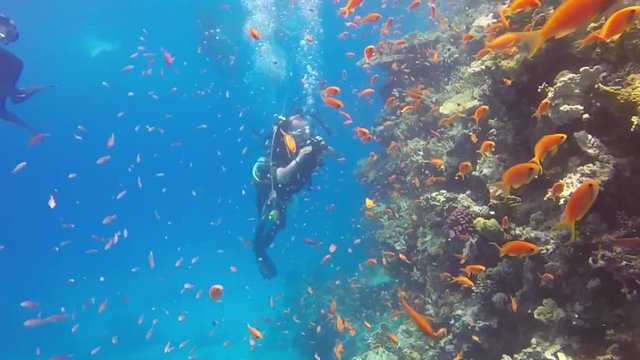 Scuba diving in the Red sea, video footage of sport activities