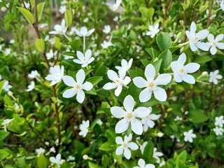 white flowers on green background