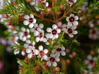 Chamelaucium uncinatum - Tiges de petites fleurs de cire de Geraldton ou Wax blanc en éventails 