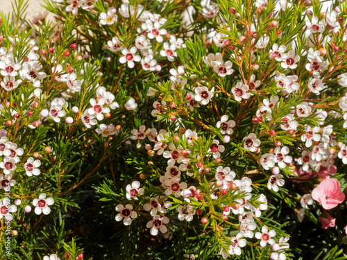 Chamelaucium uncinatum , Tiges de petites fleurs de cire de Geraldton ou Wax blanc en éventails