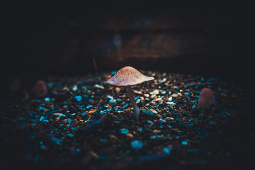 group of onions in garden