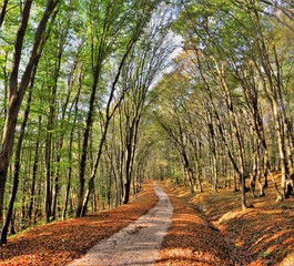 dirt road in the forest
