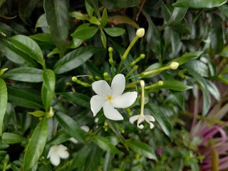 Small beautiful white Gardenia jasminoides, Tabernaemontana divaricata (Apocynaceae), commonly called pinwheelflower, crape jasmine and leaves in the garden