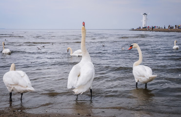 Mute swans in Swinoujscie, coastal city over Baltic Sea in Poland
