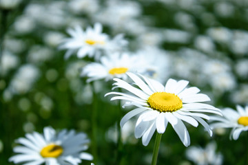 Field of daisies with an emphasis on one flower. Chamomile, chamomile moon