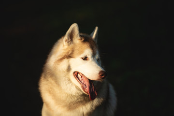 Beautiful and happy Siberian Husky dog sitting in the forest at sunset in spring