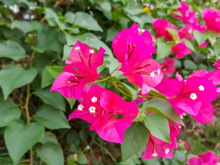 Pink Bougainvillea spectabilis