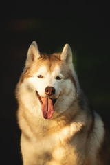 Fototapeta premium Beautiful and happy Siberian Husky dog sitting in the forest at sunset in spring