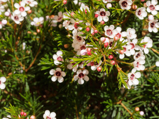 Geraldton waxflower flowering (Chamelaucium uncinatum)