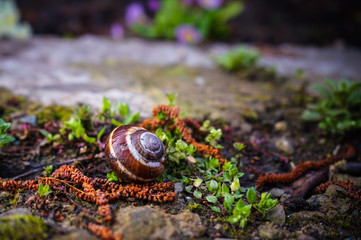 snail on tree