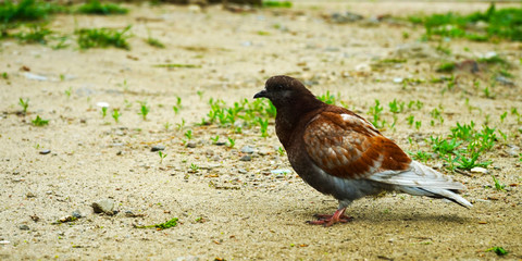 pigeon on grass