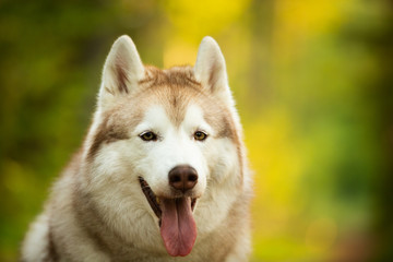 Beautiful and happy Siberian Husky dog sitting in the bright forest at sunset in spring