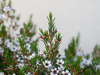 Geraldton waxflower flowering (Chamelaucium uncinatum)