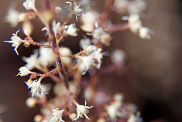 plant with lots of small white flowers