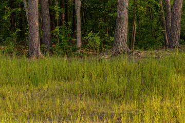 Pine forest in a May morning.