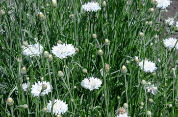 White cornflower on a background of green grass