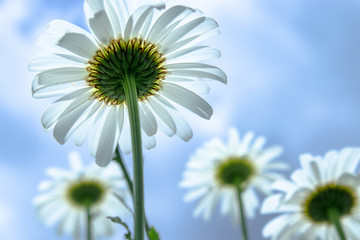 Chamomile, bottom view against the blue sky. Macro close-up photo.