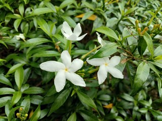 Obraz na płótnie Canvas Small beautiful white Gardenia jasminoides, Tabernaemontana divaricata (Apocynaceae), commonly called pinwheelflower, crape jasmine and leaves in the garden