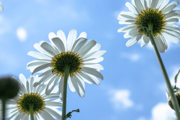 Chamomile, bottom view against the blue sky. Macro close-up photo.