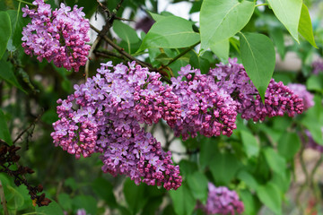 Background from a beautiful lilac blossom. spring time of year.