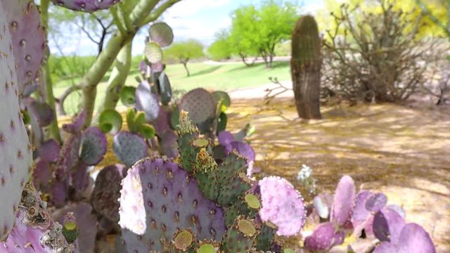 Purple Prickly Pear Cactus in a Arizona Park