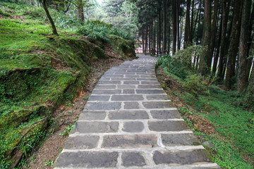 The walk way at Alishan national park area in Taiwan.