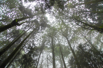 Look overhead tree up sky at Alishan national park area in Taiwan.
