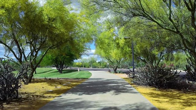 Blooming Palo Verde Trees in a Scottsdale Park