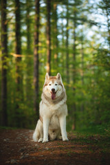 Free and beautiful dog breed siberian husky sitting on the hill in the green mysterious forest in summer at sunset.