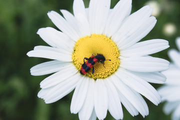 Fototapeta premium Beetle with red wings on chamomile. Photo of an insect on a white daisy.