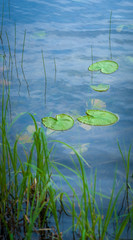 Water and Lily Pads