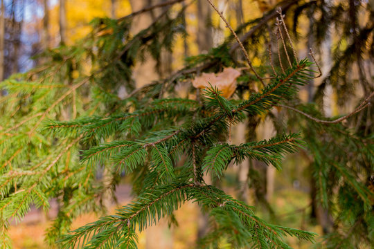 Conifer branch macro at autumn park.