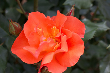 バラ　プリンセスミチコ