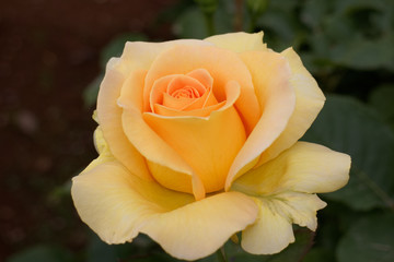 バラ　ハニーブーケ