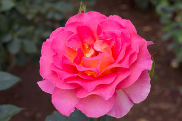 バラ　ピンクパラダイス