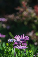 Purple flower in the garden. Chamomile. Blurred background with bokeh.