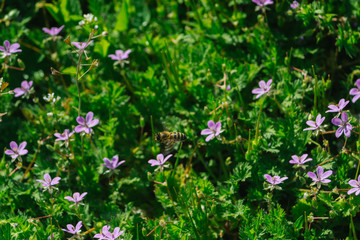 Bee on a flower in field.